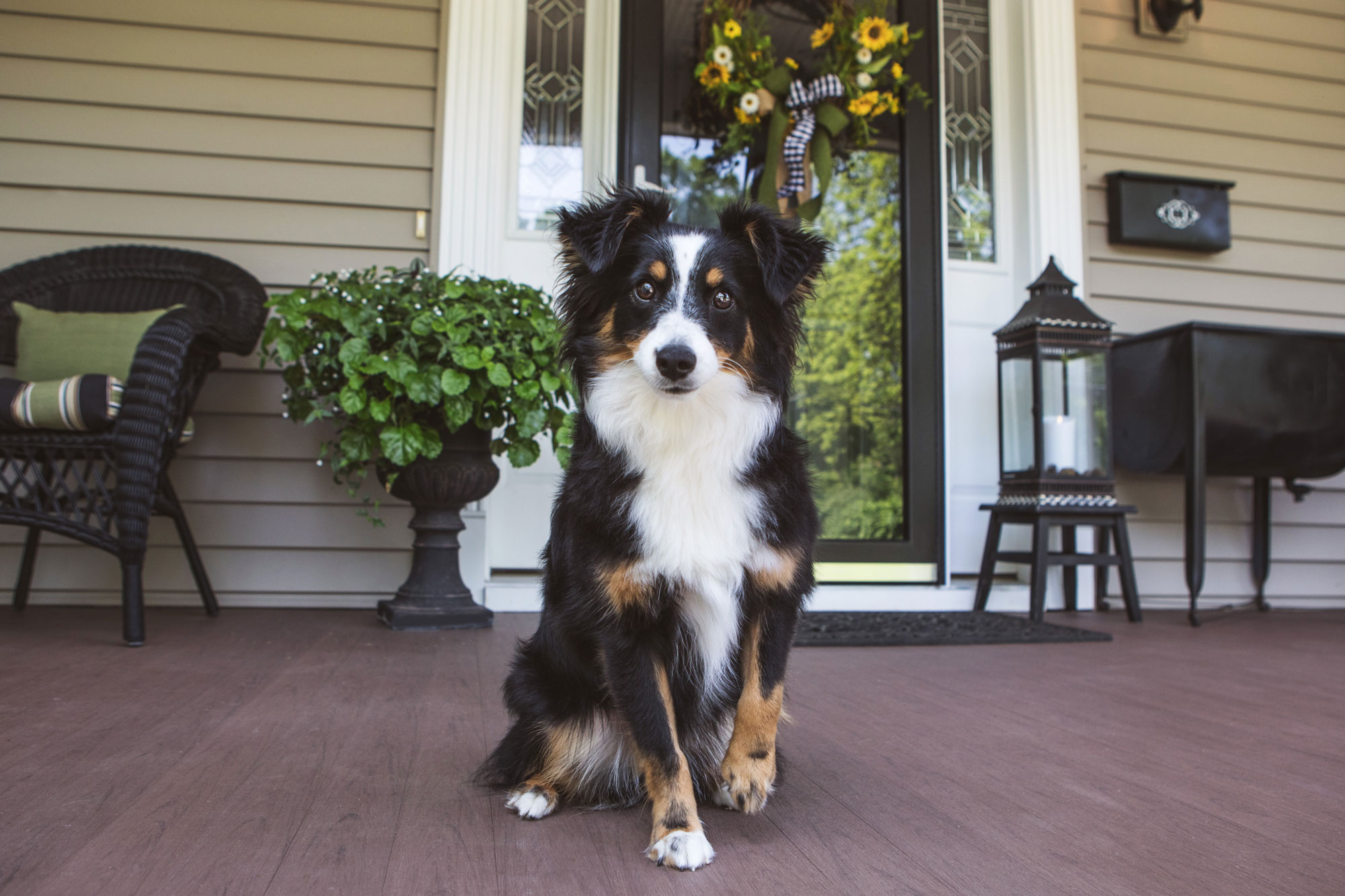 Caldecks Slider Addie Dog